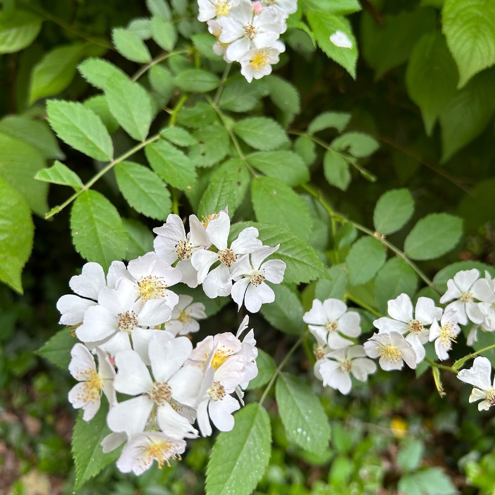 Meet your Posher, Nichole